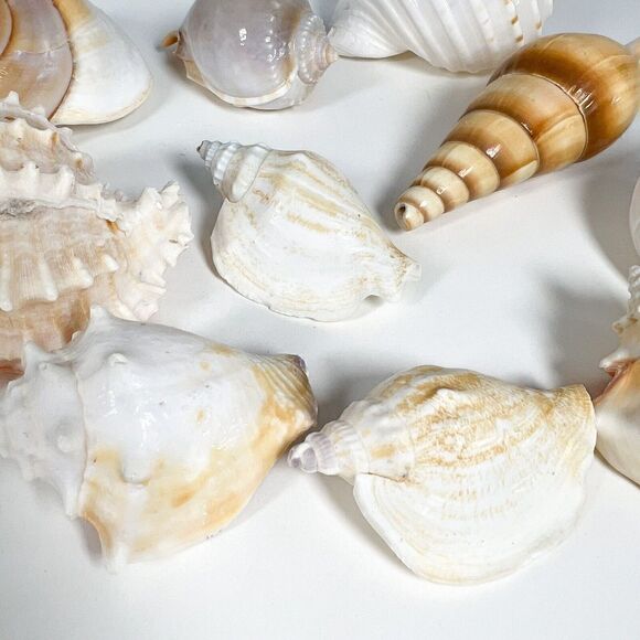 Lot of 10 Sea Shells - Various shapes and sizes - Picture 4 of 12